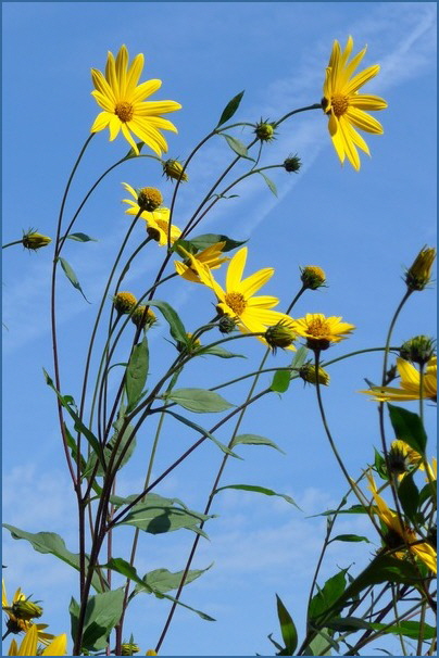 Blumen neu 2